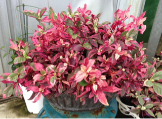 image-20130913122946.png