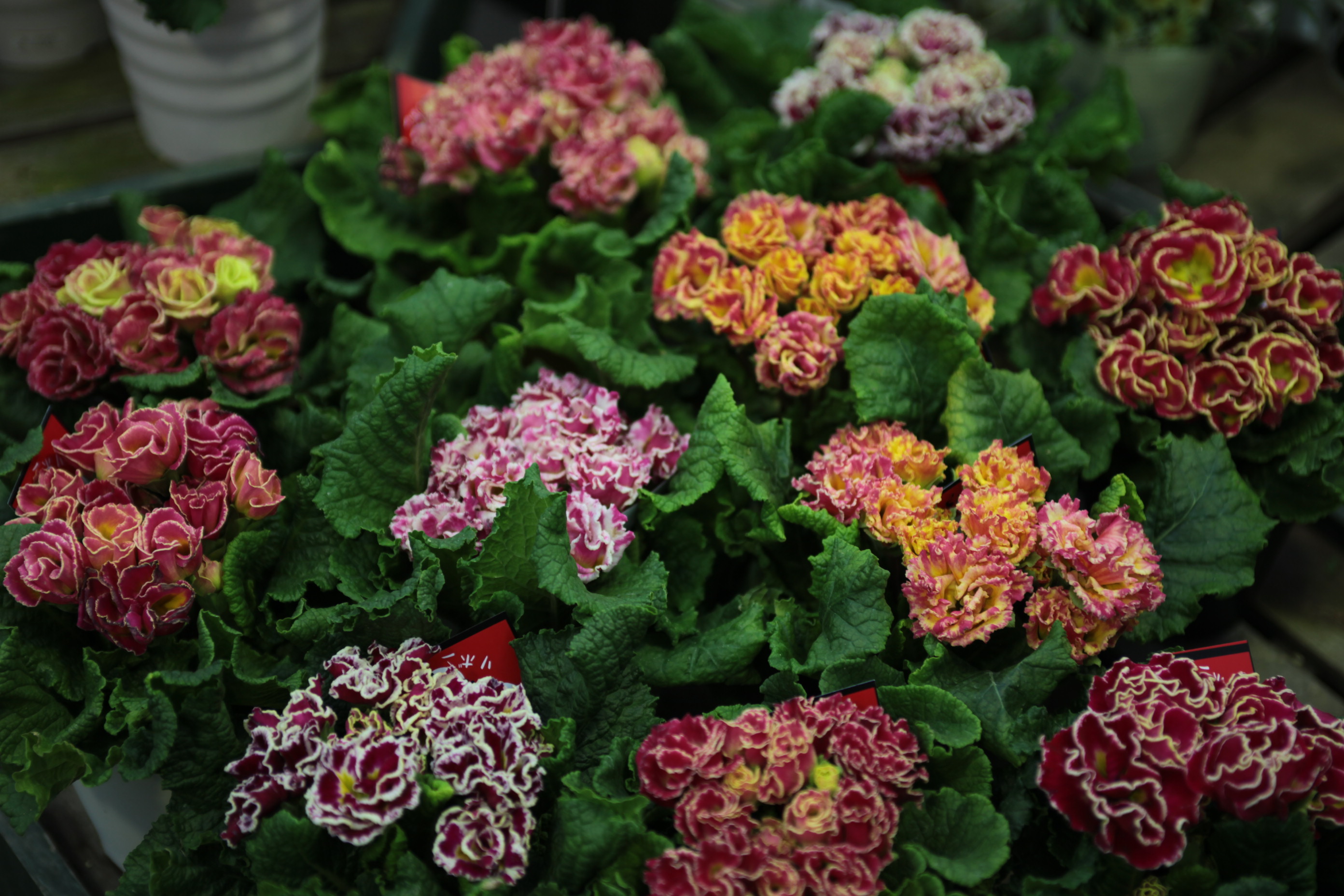 芸術的 プリムラの祭典 Bambyの庭 Produced By ゆくはし植物園