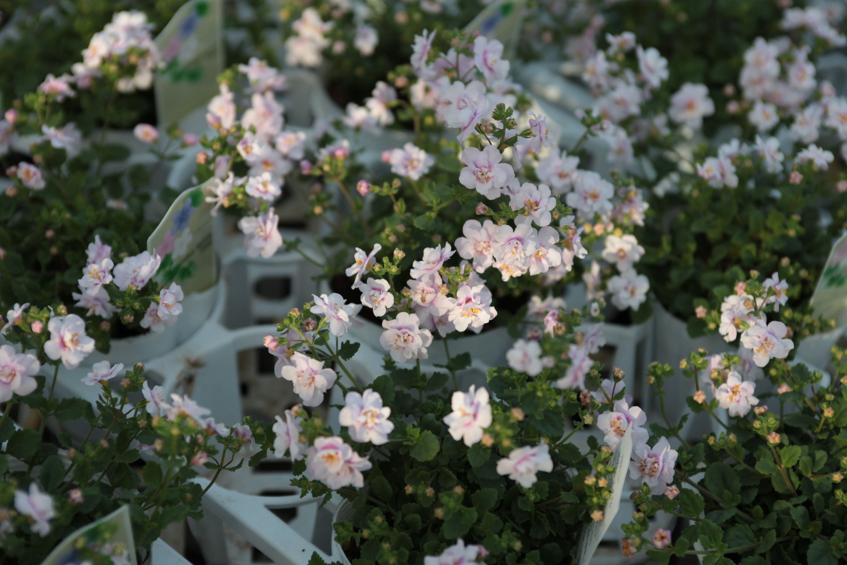 寒さに強いこれから活躍する植物たち Bambyの庭 Produced By ゆくはし植物園